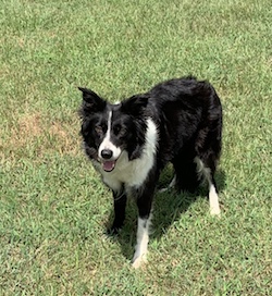 trained working border collies for sale