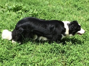 part trained sheepdogs for sale
