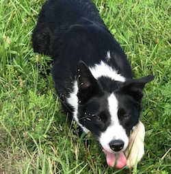 trained working border collies for sale